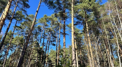 Сосновый Бор, 23 от МКАД